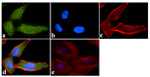 ATG4B Antibody in Immunocytochemistry (ICC/IF)