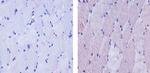 ATG4B Antibody in Immunohistochemistry (Paraffin) (IHC (P))