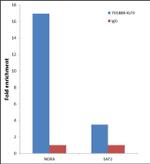 KLF9 Antibody in ChIP Assay (ChIP)