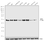 KLF9 Antibody in Western Blot (WB)