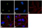 Spectrin beta-3 Antibody in Immunocytochemistry (ICC/IF)