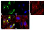 Tyrosine Hydroxylase Antibody in Immunocytochemistry (ICC/IF)