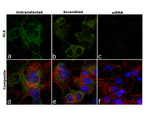 Glutaminase Antibody