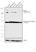 NOTCH2 Antibody in Western Blot (WB)