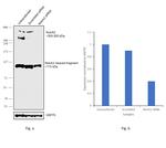 NOTCH2 Antibody in Western Blot (WB)