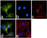 NOTCH2 Antibody in Immunocytochemistry (ICC/IF)