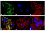 TrkC Antibody