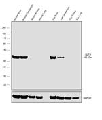 GLT-1 Antibody