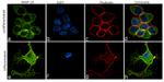 SNAP25 Antibody in Immunocytochemistry (ICC/IF)