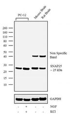 SNAP25 Antibody in Western Blot (WB)