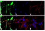 NF-H Antibody in Immunocytochemistry (ICC/IF)