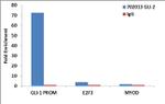 GLI2 Antibody in ChIP Assay (ChIP)