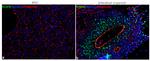 SOX9 Antibody in Immunocytochemistry (ICC/IF)