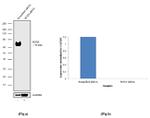 SOX9 Antibody in Western Blot (WB)