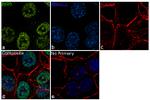 SOX9 Antibody in Immunocytochemistry (ICC/IF)