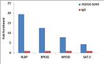 SOX9 Antibody in ChIP Assay (ChIP)