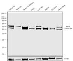 NeuN Antibody in Western Blot (WB)