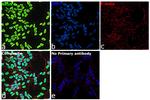 NeuN Antibody in Immunocytochemistry (ICC/IF)