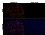 NeuN Antibody in Immunohistochemistry (Paraffin) (IHC (P))