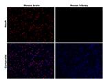 NeuN Antibody in Immunohistochemistry (Paraffin) (IHC (P))