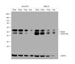 NeuN Antibody in Western Blot (WB)