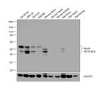 NeuN Antibody in Western Blot (WB)