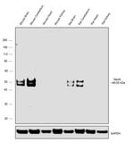 NeuN Antibody