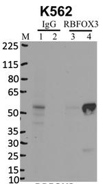 NeuN Antibody in RNA Immunoprecipitation (RIP)