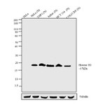 Histone H3 Antibody in Western Blot (WB)