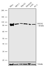 NSUN2 Antibody in Western Blot (WB)