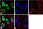 NSUN2 Antibody in Immunocytochemistry (ICC/IF)