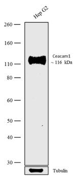 CEACAM1 Antibody in Western Blot (WB)