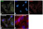 FASN Antibody in Immunocytochemistry (ICC/IF)