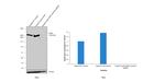 FASN Antibody in Western Blot (WB)