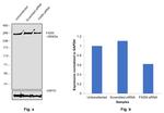 FASN Antibody in Western Blot (WB)