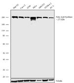 FASN Antibody in Western Blot (WB)