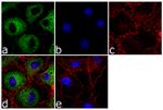 FASN Antibody in Immunocytochemistry (ICC/IF)