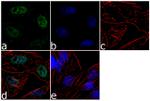 RAD1 Antibody in Immunocytochemistry (ICC/IF)