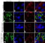 Phospho-Claudin 3 (Thr192) Antibody in Immunocytochemistry (ICC/IF)