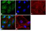 Activin A Antibody in Immunocytochemistry (ICC/IF)