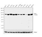 B-Raf Antibody in Western Blot (WB)