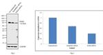 B-Raf Antibody in Western Blot (WB)