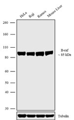 B-Raf Antibody in Western Blot (WB)