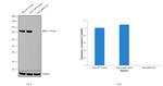 B-Raf Antibody in Western Blot (WB)