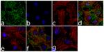 Phospho-GSK3 alpha/beta (Tyr279, Tyr216) Antibody in Immunocytochemistry (ICC/IF)