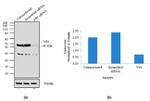 YBX1 Antibody