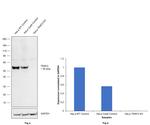 TRAF2 Antibody in Western Blot (WB)