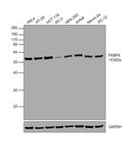 FKBP5 Antibody