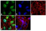 FKBP5 Antibody in Immunocytochemistry (ICC/IF)