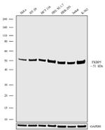 FKBP5 Antibody in Western Blot (WB)